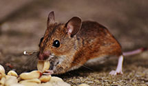 24 Hour & Emergency Exterminators in Meadow Vista, CA